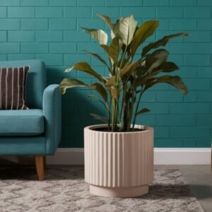 Plants for home